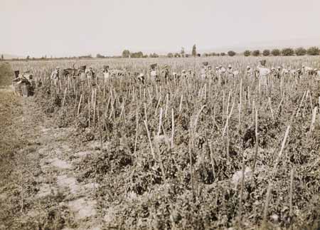 Raccolta del pomodoro nei dintorni di Panocchia agli inizi del Novecento